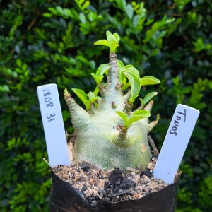 1808 31 Arabicum Tanos F2 12 meses