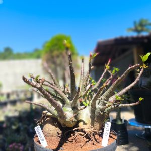 1808 07 Arabicum Dinossaur - Adulta