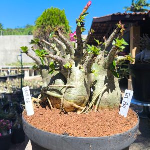 1808 06 Arabicum Fat Boy - Adulta