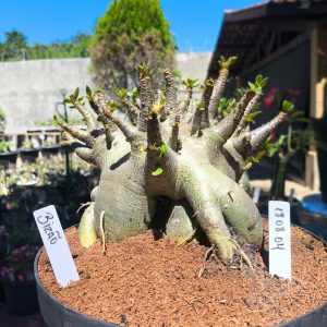 1808 04 Arabicum Bizão - Adulta