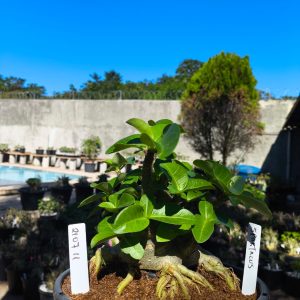 2107 11 Arabicum Spartacus - Adulta