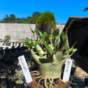 2107 15 Arabicum Megazord - Adulta