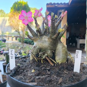 3007 26 Arabicum Tanos - Adulta