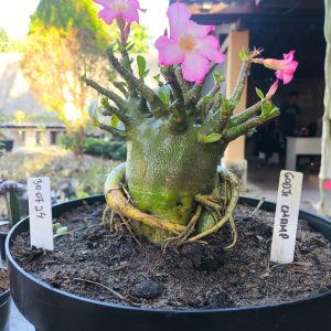 3007 24 Arabicum Godji Champ- Adulta