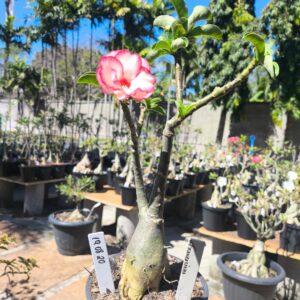1908 20  Rosa do Deserto Francesinha