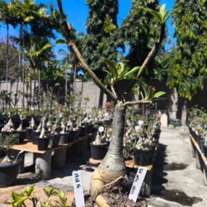 1908 16  Rosa do Deserto Ha Nee Nate