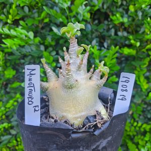 1908 19 Arabicum Minotauro F2 12 meses