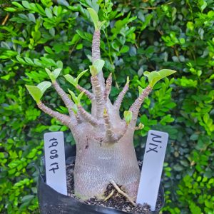 1908 17 Arabicum Nix F2 12 meses