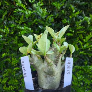 1908 15 Arabicum Ironhide F2 12 meses