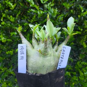 1908 14 Arabicum Cartepiller F2 12 meses