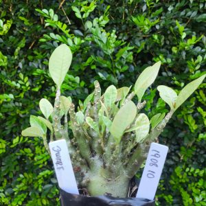 1908 11 Arabicum Dwarf F2 12 meses