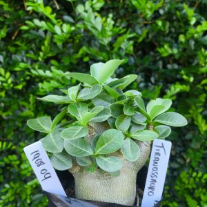 1908 09 Arabicum Tiranossauro F2 12 meses