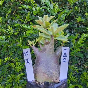 1908 08 Arabicum Bei Bid F2 12 meses