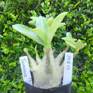 1908 07 Arabicum Tomahawk F2 12 meses