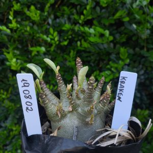 1908 02 Arabicum Kraken F2 12 meses
