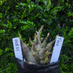1908 01 Arabicum T-rex F2 12 meses