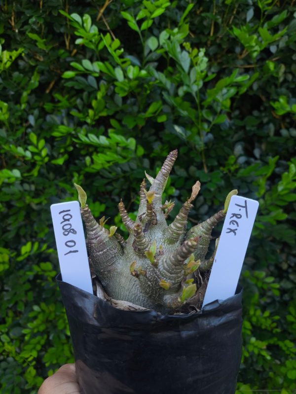 1908 01 Arabicum T-rex F2 12 meses