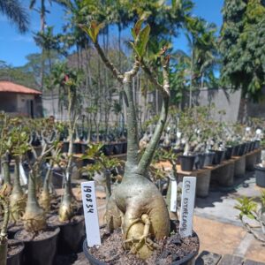 1908 34 Rosa do Deserto Céu Estrelado