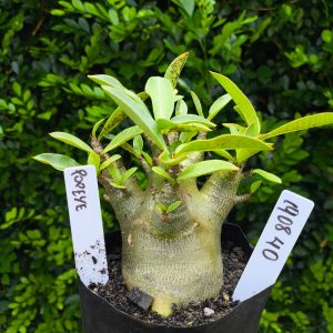 1908 40 Arabicum Popeye F2 12 meses