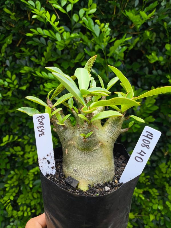 1908 40 Arabicum Popeye F2 12 meses