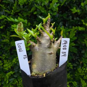 1908 39 Arabicum Low F2 12 meses