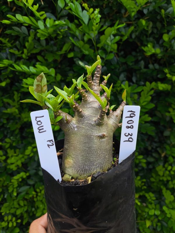 1908 39 Arabicum Low F2 12 meses