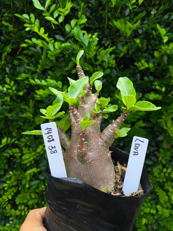 1908 38 Arabicum Lava F2 12 meses