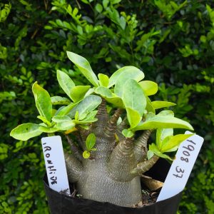 1908 37 Arabicum IronHide F2 12 meses