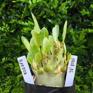 1908 36 Arabicum Bardok F2 12 meses