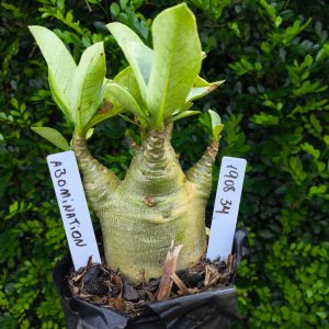 1908 34 Arabicum Abomination F2 12 meses