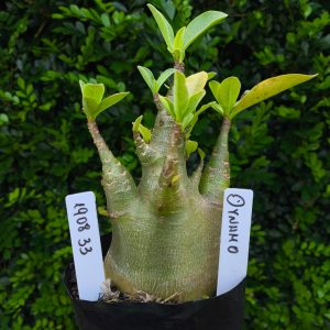 1908 33 Arabicum Dynamo F2 12 meses