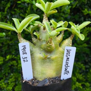 1908 32 Arabicum Megalodonte F2 12 meses