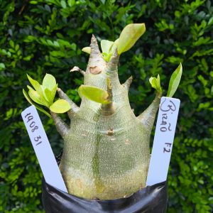 1908 31 Arabicum Bizão F2 12 meses