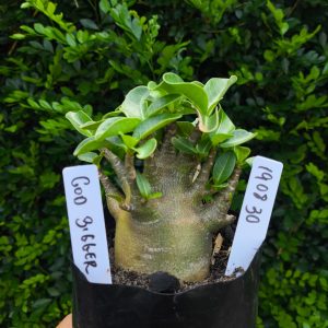 1908 30 Arabicum God Bigger F2 12 meses