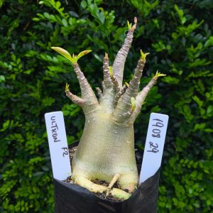 1908 29 Arabicum Ultron F2 12 meses