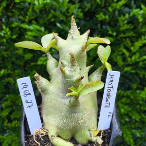 1908 27 Arabicum Mastodonte F2 12 meses