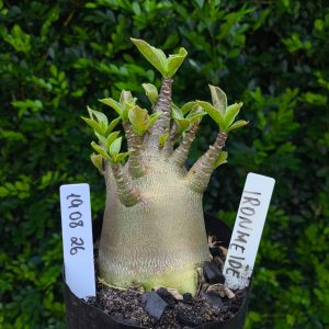 1908 26 Arabicum IronHide F2 12 meses