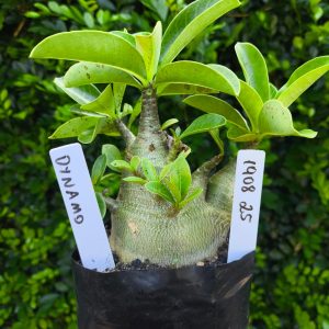 1908 25 Arabicum Dynamo F2 12 meses