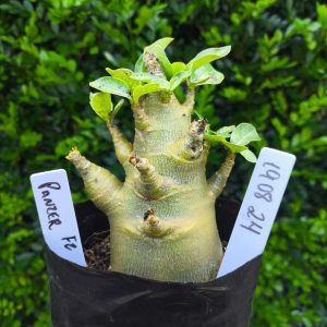 1908 24 Arabicum Panzer F2 12 meses