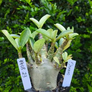 1908 23 Arabicum Dynamo F2 12 meses