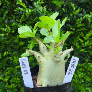 1908 22 Arabicum Godji DK F2 12 meses