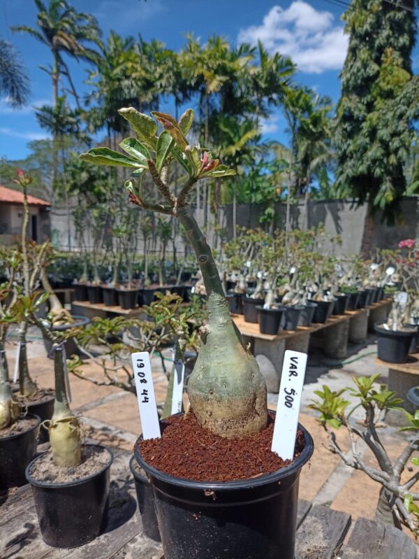 1908 44 Rosa do Deserto Variegata 500 - Imagem 2