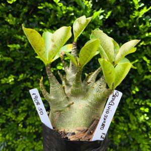 1908 50 Arabicum Braquiossauro F2 12 meses