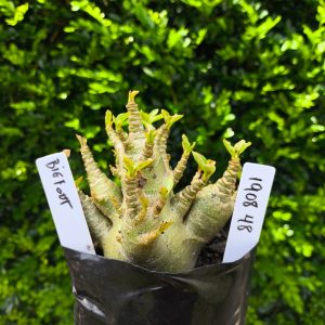 1908 48 Arabicum Big Foot F2 12 meses