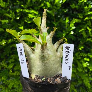 1908 46 Arabicum Hércules F2 12 meses