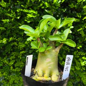 1908 45 Arabicum Maverick F2 12 meses