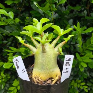 1908 44 Arabicum Tanos F2 12 meses