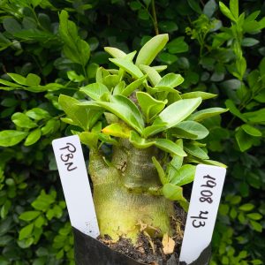 1908 44 Arabicum PBN F2 12 meses