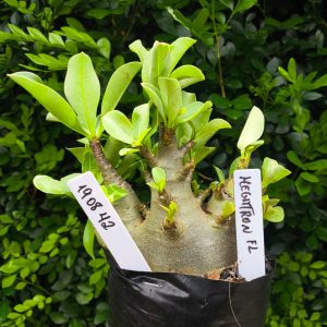 1908 42 Arabicum Megatron F2 12 meses