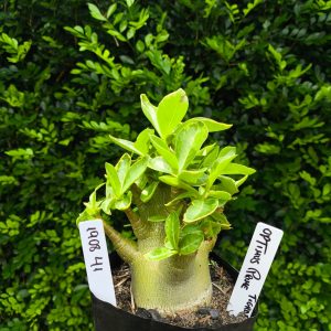 1908 41 Arabicum Optmus Prime F2 12 meses